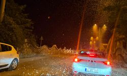 Sakarya'da milyonlarca kelebeğin ölüm dansı