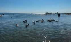 'Şartlı tahliye' edilen kazlar, ördek yavrusunu sahiplenip, sürüye aldı / Ek fotoğraflar