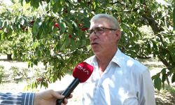 Sultandağı kirazında 'rekor' rekolte beklentisi