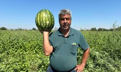 Torbalı'da karpuz hasadı başladı