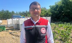 Urla'nın sakız enginarı NATO Zirvesi'nde, dünya liderlerinin sofrasında