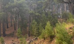 Antalya'daki orman yangını, 22 saatte kontrol altına alındı