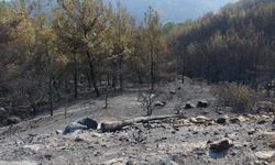 Aydın'daki orman yangını 3'üncü gününde
