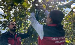 Bakan Yumaklı: Kahverengi kokarcaya karşı 1 milyon 650 bin samuray arısı