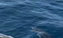 Balıkçının teknesine yunuslar eşlik etti