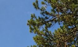 Bolu Göynük'te orman yangını