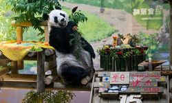 Çin'de dev panda Xing Mei'nin 15'inci doğum günü kutlandı