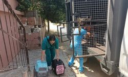 'Çöp ev' ihbarın giden ekipler adreste 100 kedi buldu