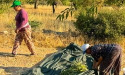 Datça'da badem hasadı başladı
