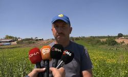 Deneme amaçlı ektikleri şeker fasulyesi üretimi 5 yılda bin dönüme ulaştı