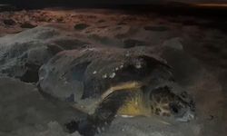 Deniz suyunda kalan 68 caretta caretta yumurtası korumaya alındı