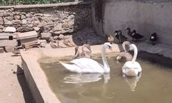 Edirne'de çiftlikte yabani 257 kanatlı kuş ele geçirildi