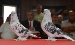 Fiyatı 5 milyon liraya kadar çıkan şebap güvercinleri podyumda