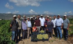 Gaziantep'te sofralık üzüm hasadı başladı