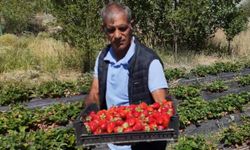 Hobi olarak çilek yetiştiriciliğine başladı, hibe desteğiyle üretim alanını artırdı/Ek fotoğraf