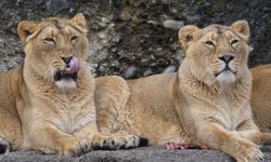 Japonya'da aşırı sıcaklar nedeniyle 3 aslan öldü