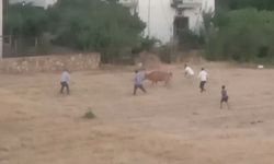 Kaçan inek sahibini yere düşürdü; o anlar kamerada