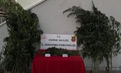 Kamu arazisinde yetiştirdiği Hint kenevirlerini sularken yakalandı