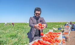 Karacadağ'ın domatesleri dünya sofralarına lezzet katıyor / Ek fotoğraflar