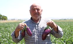 Kayseri'nin coğrafi işaretli Yamula patlıcanında hasat başladı / Ek fotoğraflar