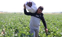 Kayseri'nin coğrafi işaretli Yamula patlıcanında hasat başladı