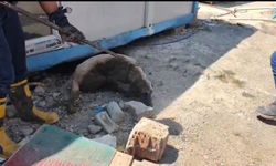 Konteynerin altında mahsur kalan köpek ile 7 yavrusu kurtarıldı