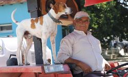 Köpek Benekli, kendisini sahiplenen çiftçinin 'yol arkadaşı' oldu