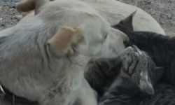 Köpek, kedi yavrularını emzirirken görüntülendi