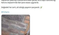 Manisa'da 61 yaban hayvanına el konuldu