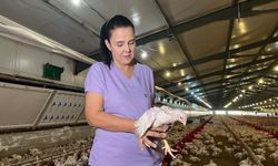 Memuriyeti bırakıp, ölen eşinin kurduğu tavuk çiftliğinin başına geçti