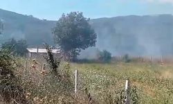 Mudanya'da 5 dönüm tarım arazisi yangında zarar gördü