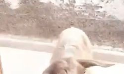 Mutfağa giren keçi tezgahın üzerine çıktı