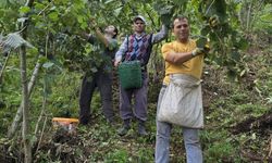 Ordu'da hayır için bağışlanan 1 ton fındık imece usulü toplandı