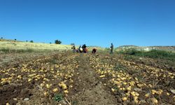 Patatesin tarladaki kilo fiyatı 10, pazar ve marketlerde 40 lira