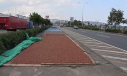 Sahil yolu kenarında fındık kurutma mesaisi