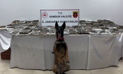 Samsun'da 132 kilo toz esrar ele geçirildi; 1 gözaltı