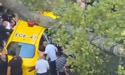 Şişli'de ağaç devrildi; yol trafiğe kapandı