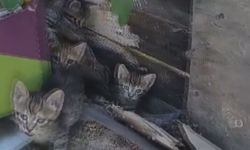 Sultangazi'de komşular arasındaki yavru kedi tartışması