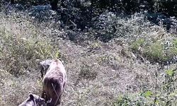 Tarlasına kurduğu fotokapanla yaban hayatını görüntüledi
