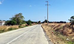 Tekirdağ'da 30 leylek akıma kapılarak öldü
