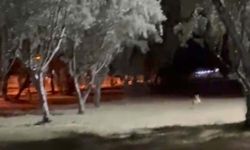 Tilki, topu alıp kaçtı; o anlar kamerada