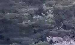 Tokat'ta çoban, karşılaştığı yavru ayıyı görüntüledi