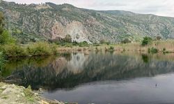 Uçamaz halde bulunan 'karaleylek' korumaya alındı