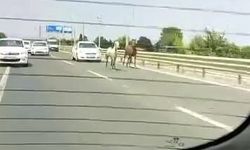 Yola çıkan başıboş atlar sürücülere zor anlar yaşattı