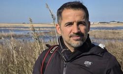 Yönlerini şaşıran yeşil deniz kaplumbağaları, araçların altında kalıp öldü (2)