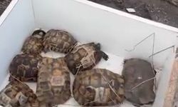 Alevlerin arasında kalan 11 kaplumbağa, itfaiye ekiplerince kurtarıldı