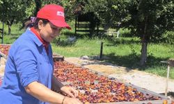 Anjelik erik, kurutmalık, pestil ve pekmez olarak sofralara geliyor