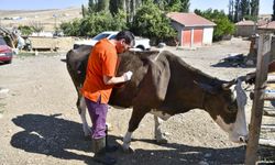 Ankara'da yetiştiricilere 12,5 milyon liralık veteriner desteği