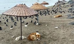 Avcılar'da havalar serinledi, sahil güvercinlere kaldı