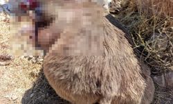 Bingöl'de 3 bozayı ölü bulundu